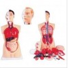 MODEL OF HUMAN TORSO MALE 85CMS WITH HARD ORGANS (19 PARTS)